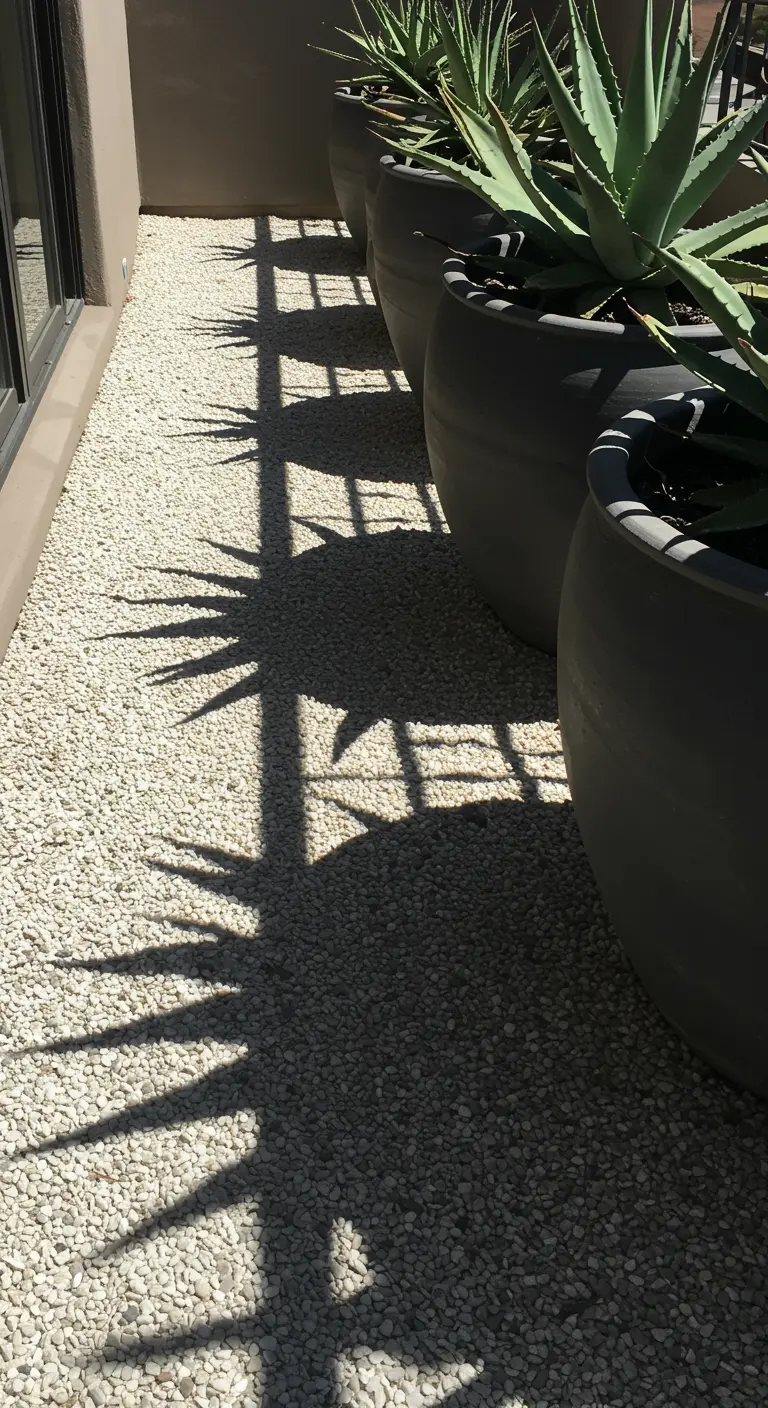 Sharp shadows of agave plants cast across a bed of white gravel.